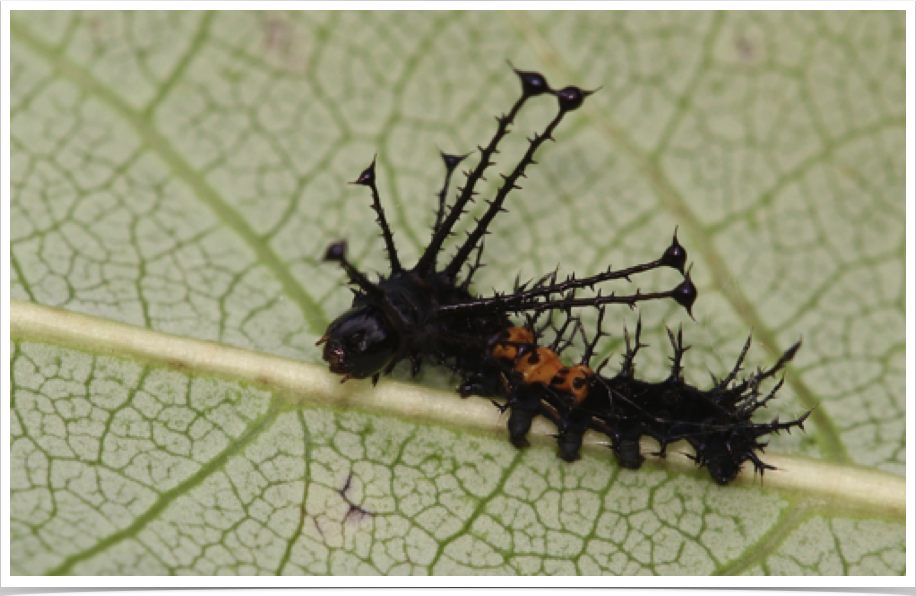 Citheronia regalis
Hickory Horned Devil (Regal Moth, early instar)
Talladega County, Alabama